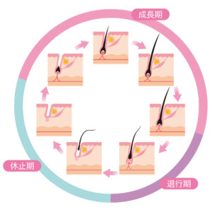 毛周期とは？効果的な脱毛をするために知っておきたいこと