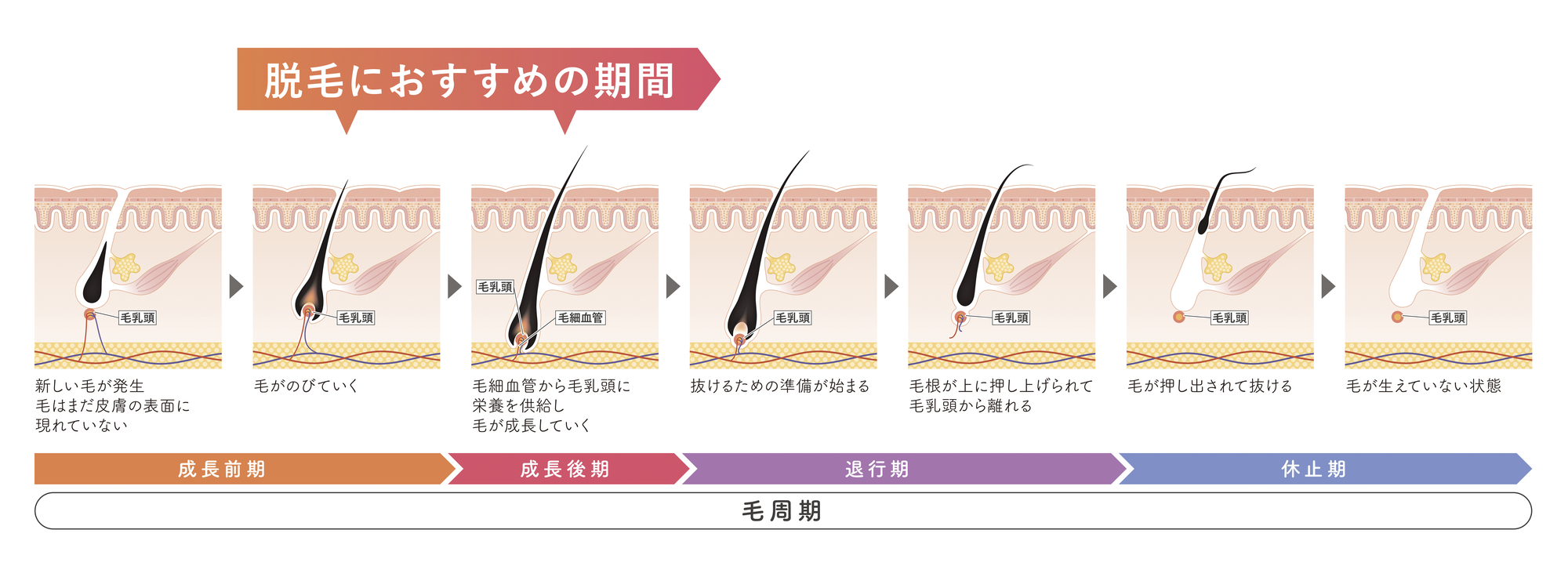 毛周期とは