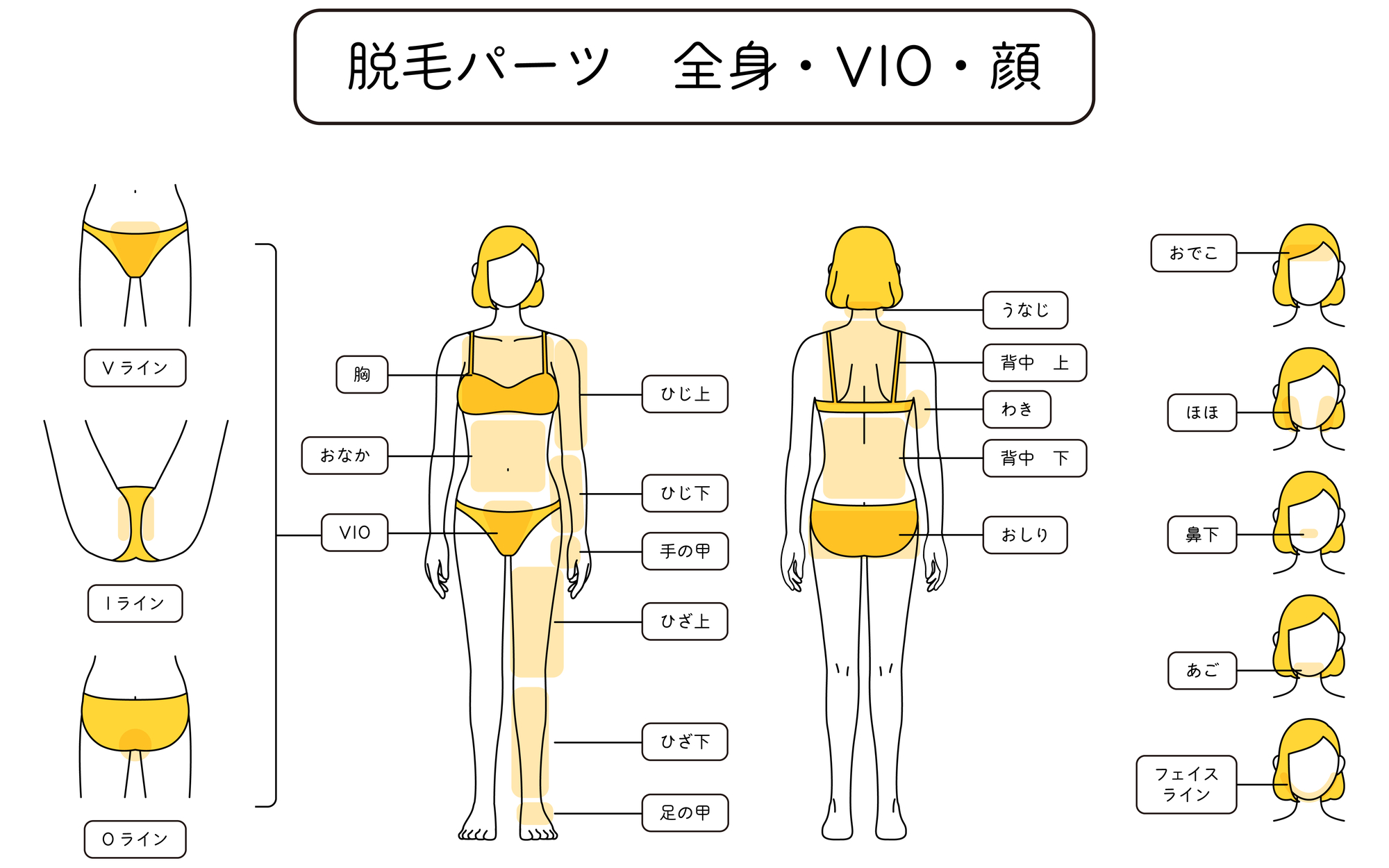 女性の毛が生える場所とは？