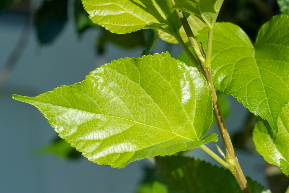 桑の葉とは？